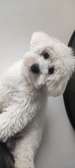 Magnifiques chiots bichon maltais