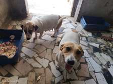 Chiots Jack Russel terrier