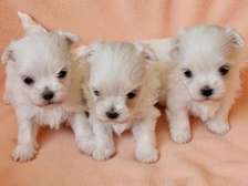chiot bichons maltais