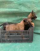 Chiots malinois mâle ALPHA charbonné à vendre