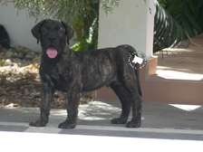 chiots boerboels