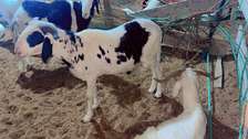 DES MOUTONS DE TABASKI