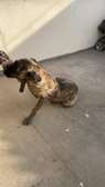 Femelle cane corso adulte