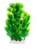Plante