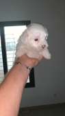 Bichon maltais pure sang