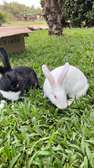 Couple métisse papillon de 3 mois à vendre