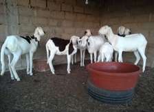 LOTS DE MOUTONS LADOUM A VENDRE: FEMELLES ET MALES