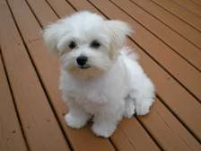 Magnifiques chiots bichon maltais à vendre