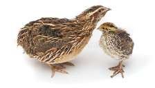 poussin caille 1 mois