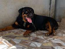 Rottweiler femelle de 2ans à vendre