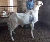 Mouton ladoum a vendre