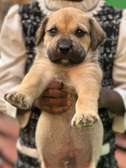 Chiot boerbull