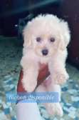 Chiot bichon mâle négociable