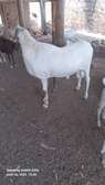 Un grand bélier tout blanc