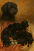 Chiots Bichons à vendre
