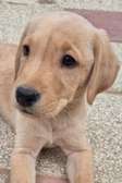 Labradors sables