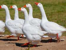 Oies blanches jeunes adultes robustes pour élevage