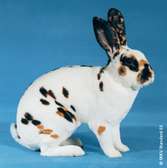 Lapereaux Rex Tricolore et Californien