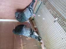 Couple pigeon gasitano