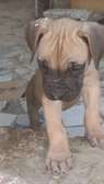 Chiots boerbull