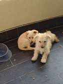 Chiots bichon maltais