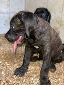 Cane corso