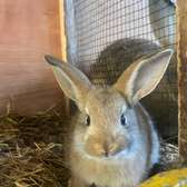 Couple lapin ( lapereaux) géant disponible