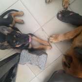 Chiot Femelle Berger Allemand