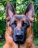 Chien Kossosall