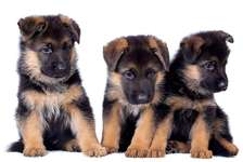 Chiots Bergers allemands poils longs chien