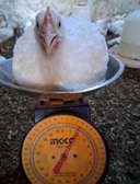 Poulet disponible