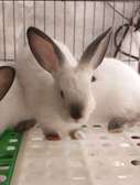 Couple Lapereaux lapin californien