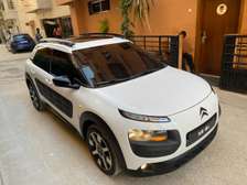 C4 cactus
