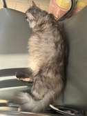 Chaton Persan x angora Turc