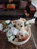 Chien de salon