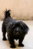 Bichon femme noir adulte à vendre