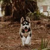 Husky