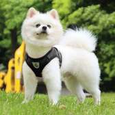 Harnais+laisse et tout autre accessoires pour animal