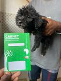 Bichon  avec carnet