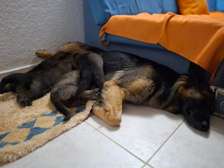 Chiots berger allemand