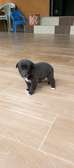 Chiots