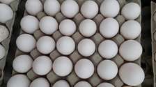 Plateaux œufs blanc