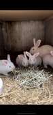 Lapin de Race