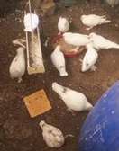 Pigeon