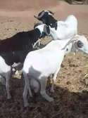 Des moutons pour la tabaski