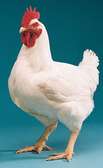 Vente poulet de chair