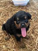 Chiots Rottweiller