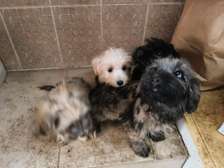 Chiots bichon maltais a vendre