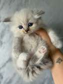 RAGDOLL