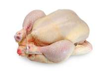 POULETS DE 2KGS 0 VENDRE